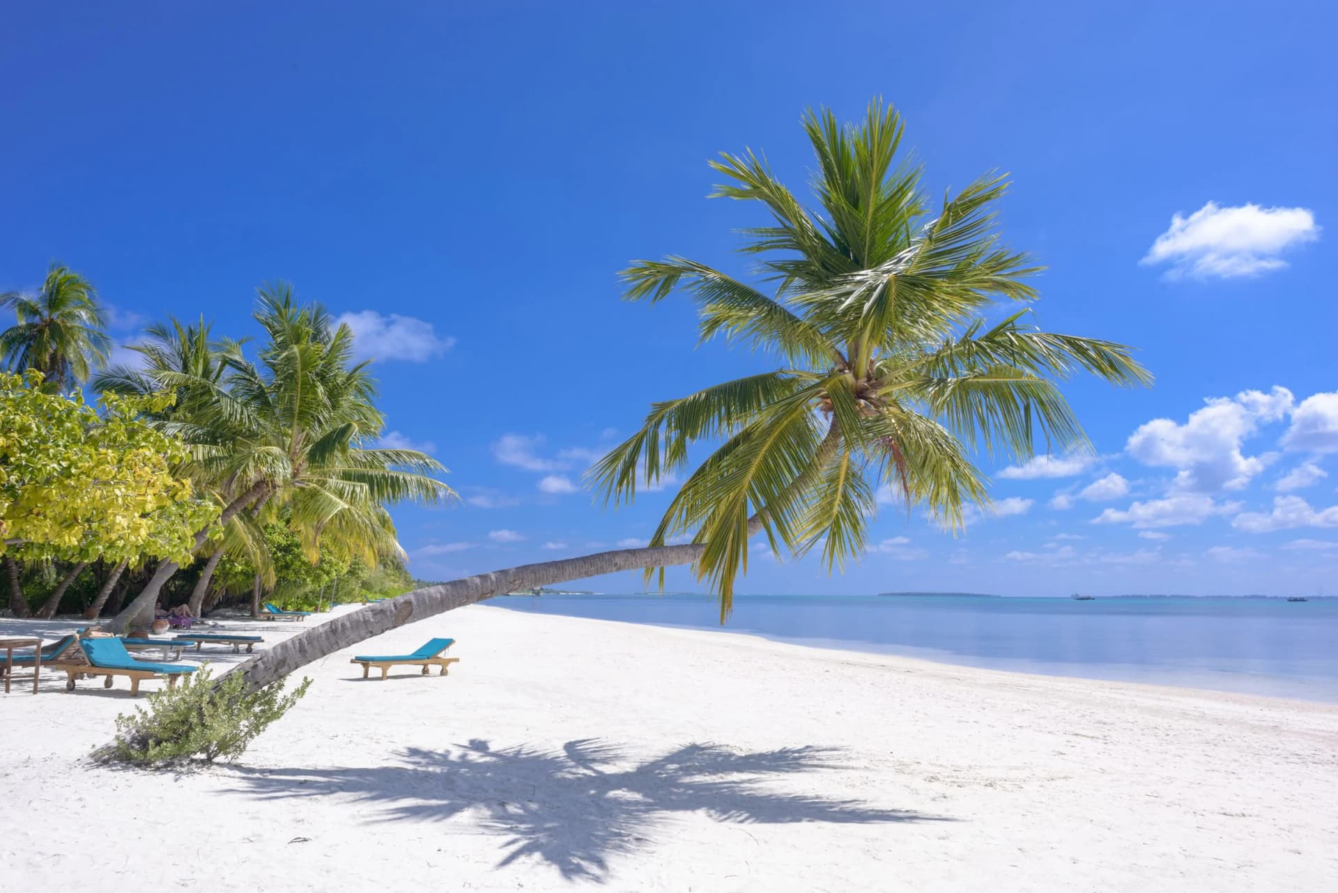 Coconut palms towering against the Kerala sky — the landscape that defines Cocoyum's heritage